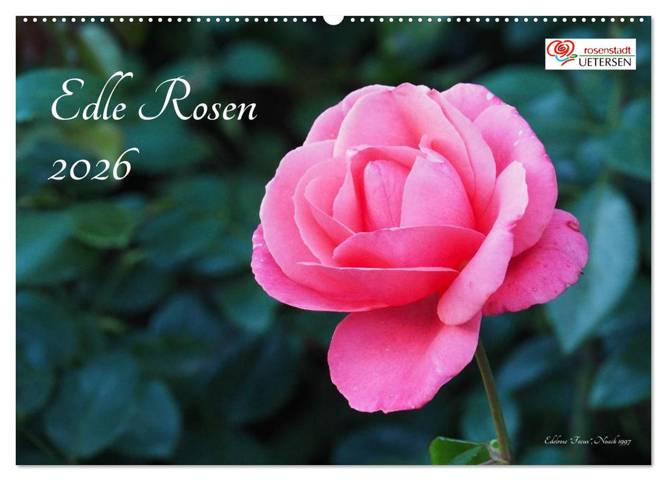 Edle Rosen (CALVENDO Wandkalender 2026)