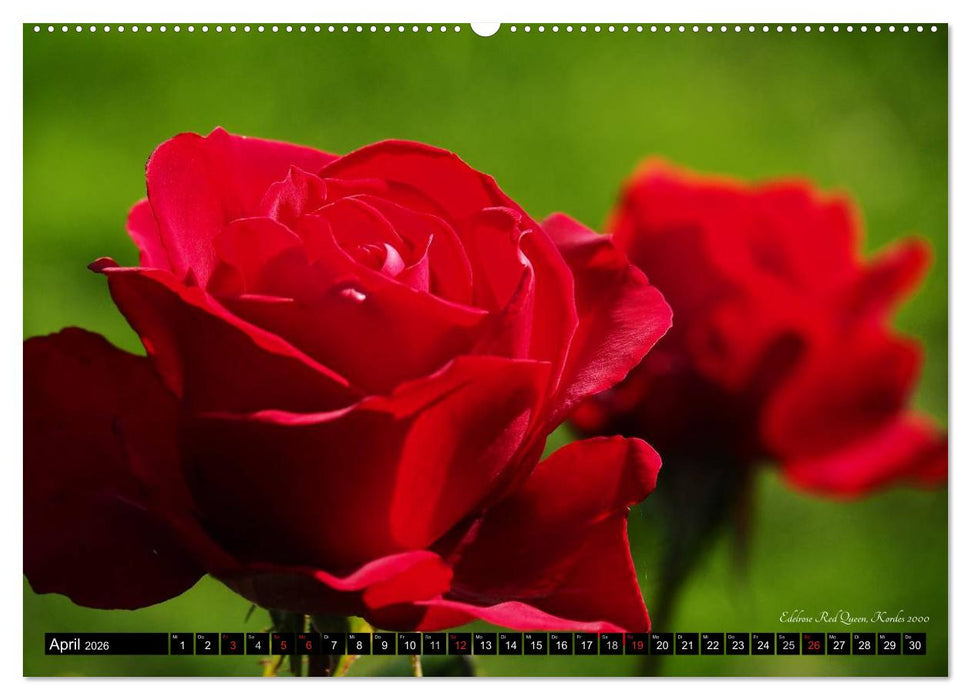 Edle Rosen (CALVENDO Wandkalender 2026)