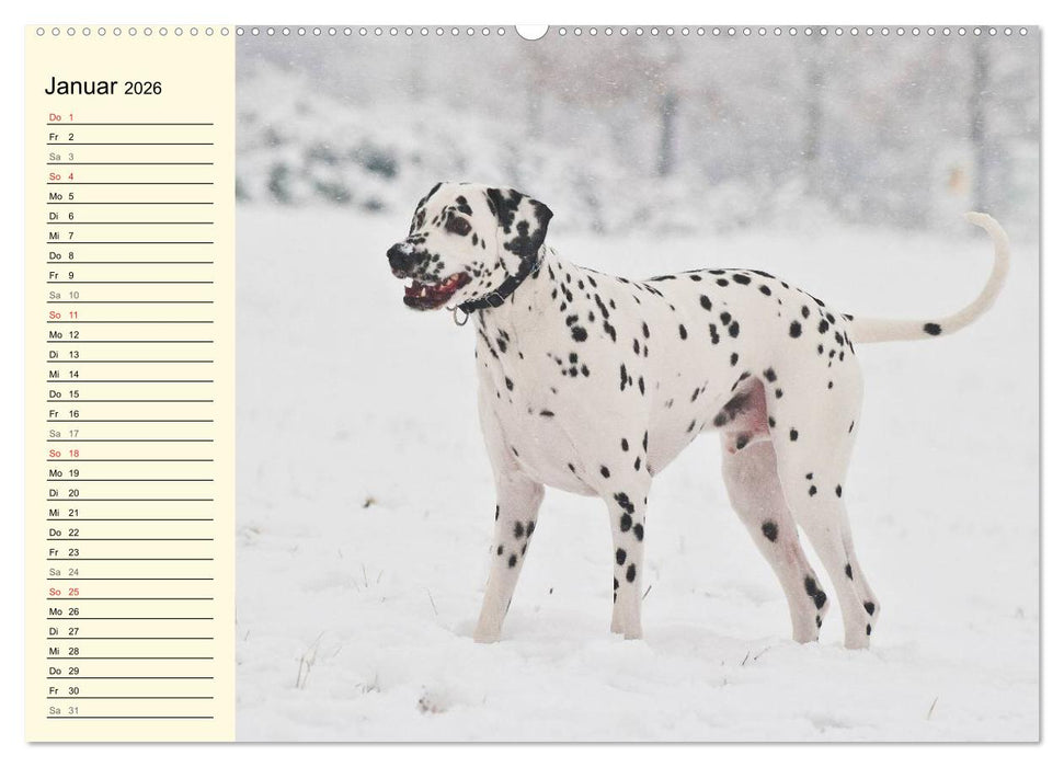 Auf den Punkt - Dalmatiner (CALVENDO Premium Wandkalender 2026)