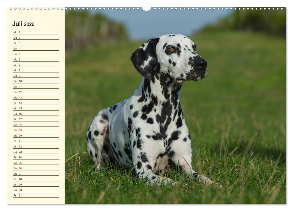 Auf den Punkt - Dalmatiner (CALVENDO Premium Wandkalender 2026)