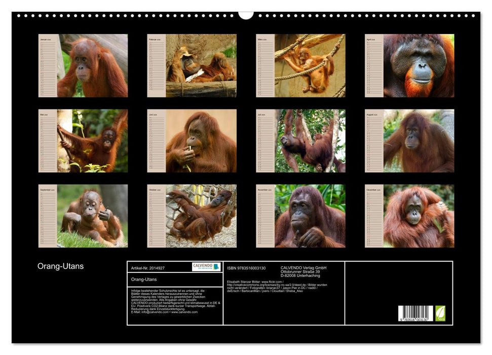 Orang-Utans (CALVENDO Wandkalender 2026)
