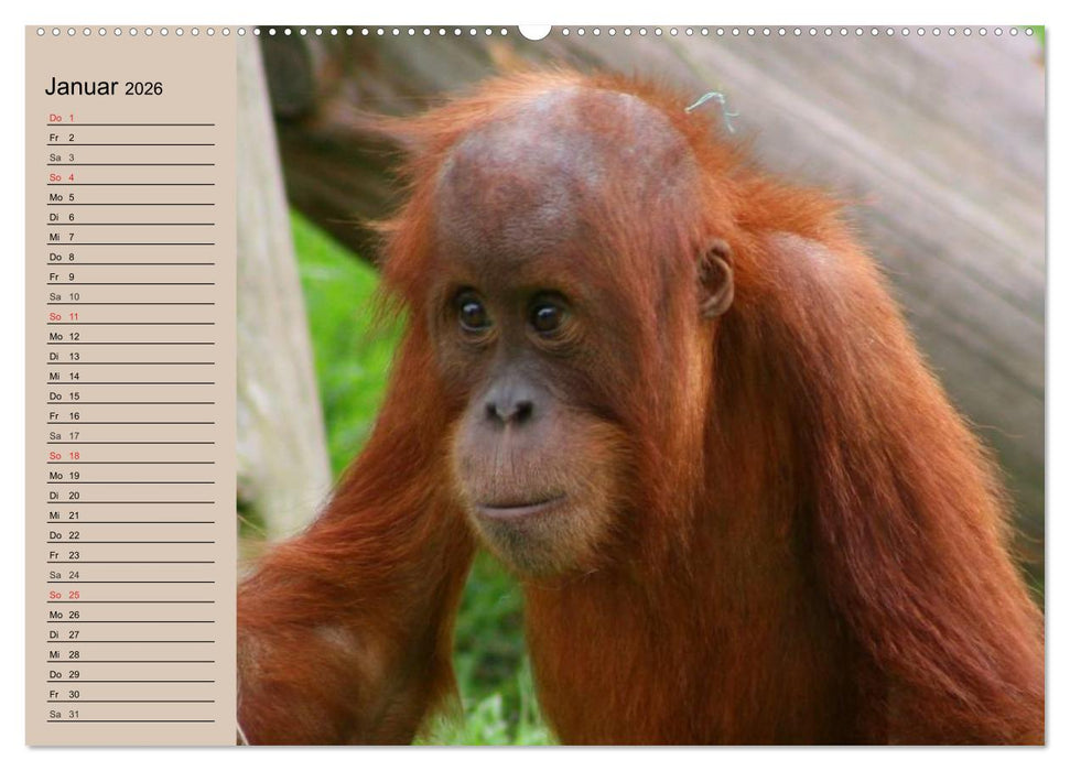 Orang-Utans (CALVENDO Wandkalender 2026)