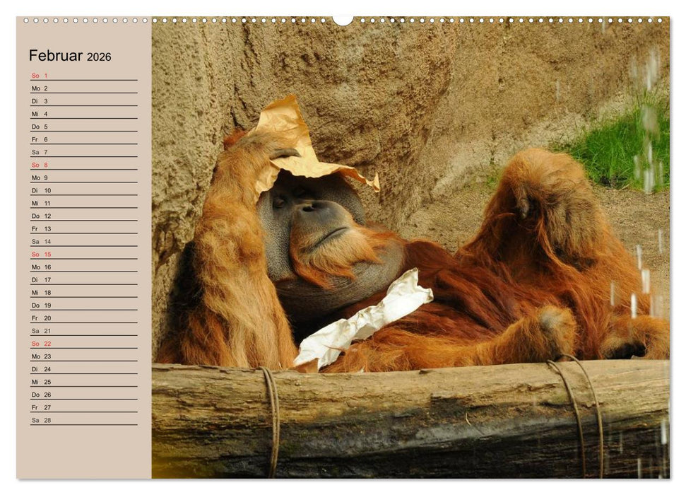 Orang-Utans (CALVENDO Wandkalender 2026)