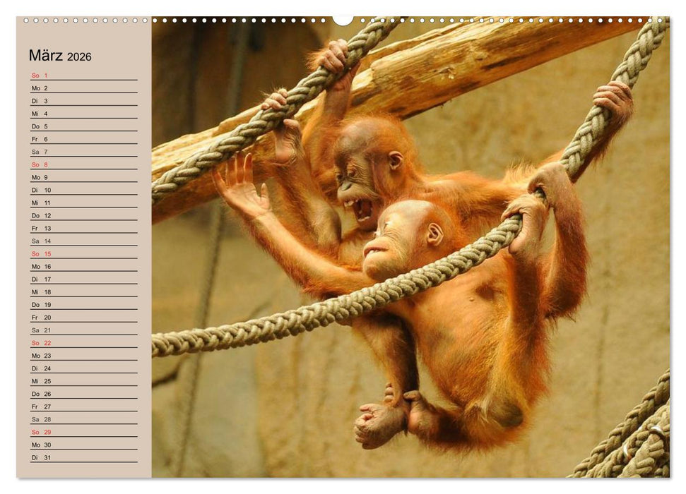 Orang-Utans (CALVENDO Wandkalender 2026)