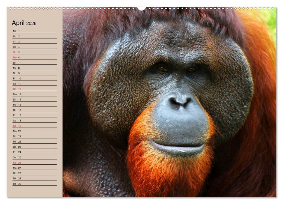 Orang-Utans (CALVENDO Wandkalender 2026)