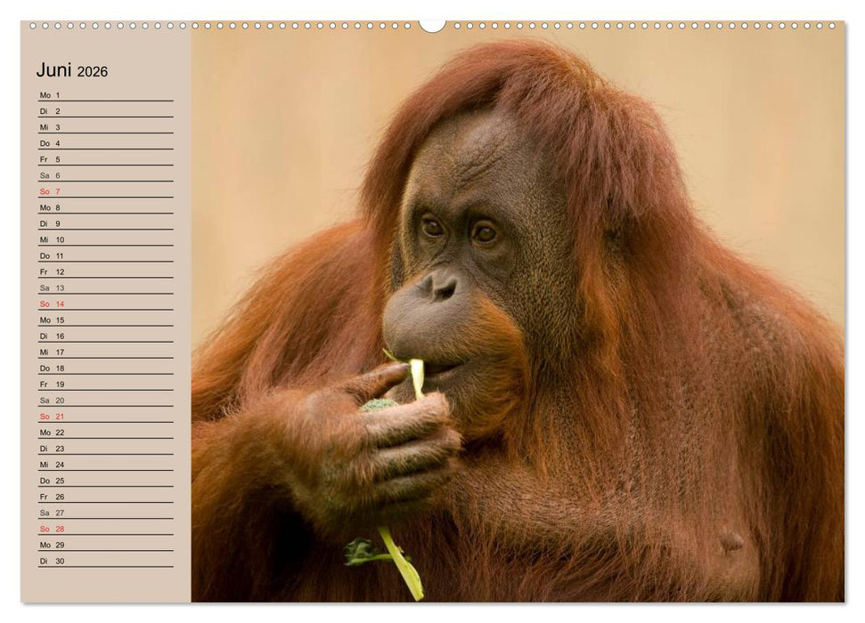 Orang-Utans (CALVENDO Wandkalender 2026)