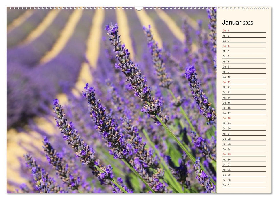 Lavendel (CALVENDO Premium Wandkalender 2026)