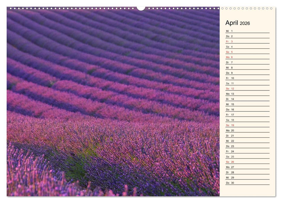 Lavendel (CALVENDO Premium Wandkalender 2026)