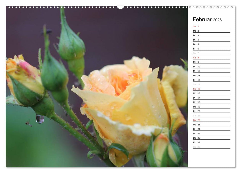 Zauberhafte Rosen (CALVENDO Premium Wandkalender 2026)