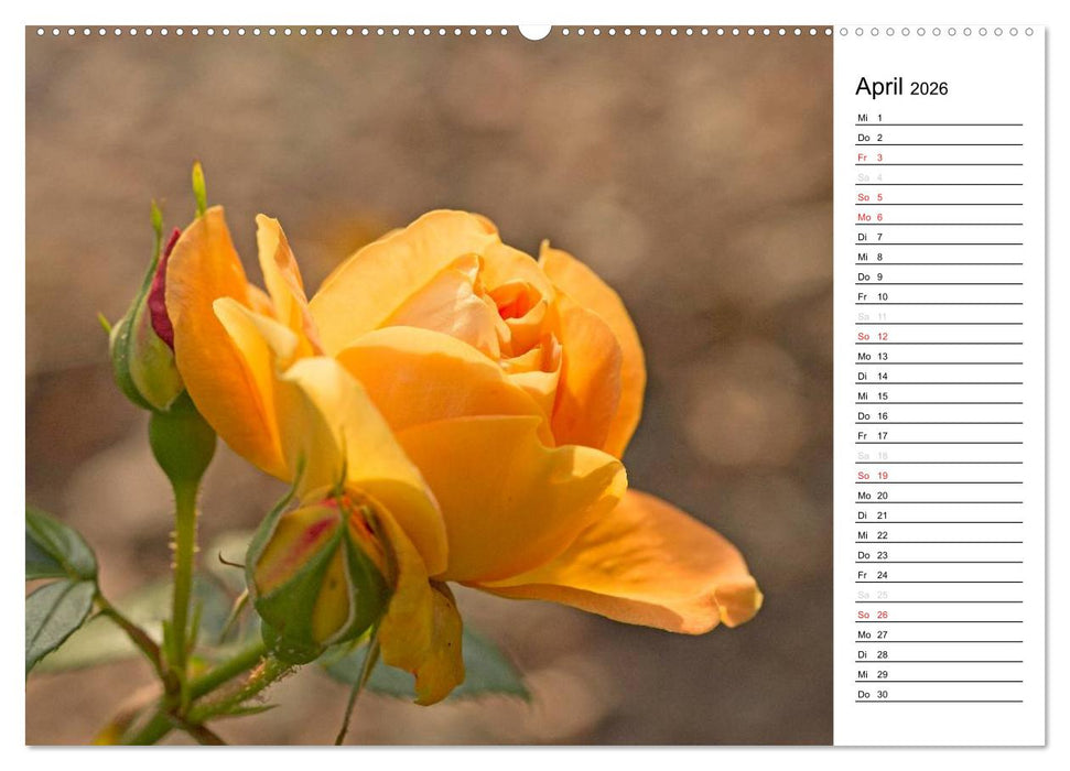 Zauberhafte Rosen (CALVENDO Premium Wandkalender 2026)