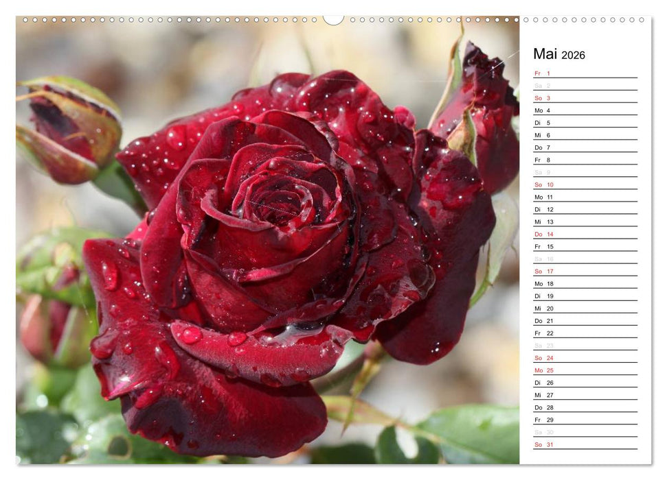 Zauberhafte Rosen (CALVENDO Premium Wandkalender 2026)