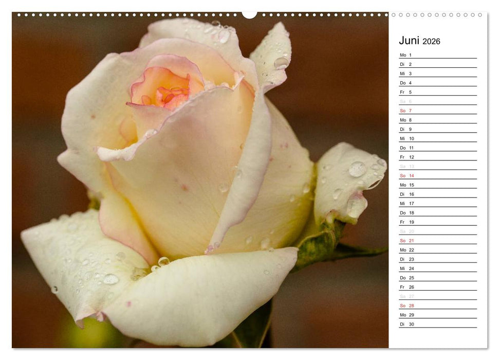 Zauberhafte Rosen (CALVENDO Premium Wandkalender 2026)