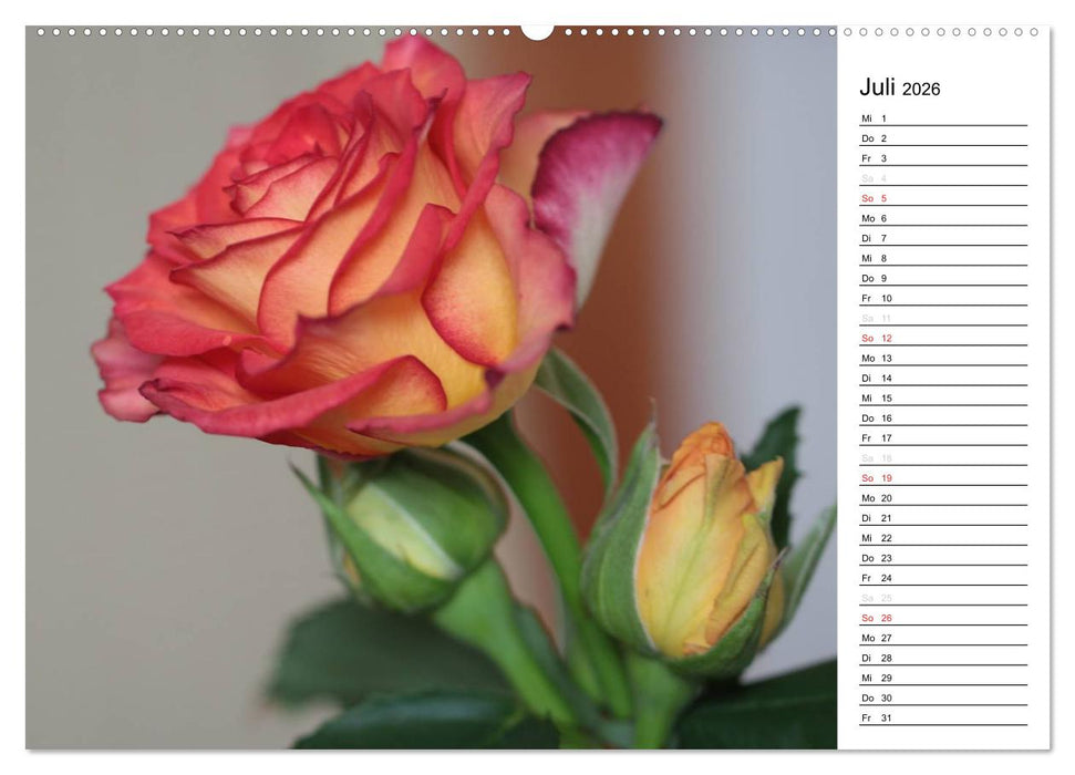 Zauberhafte Rosen (CALVENDO Premium Wandkalender 2026)