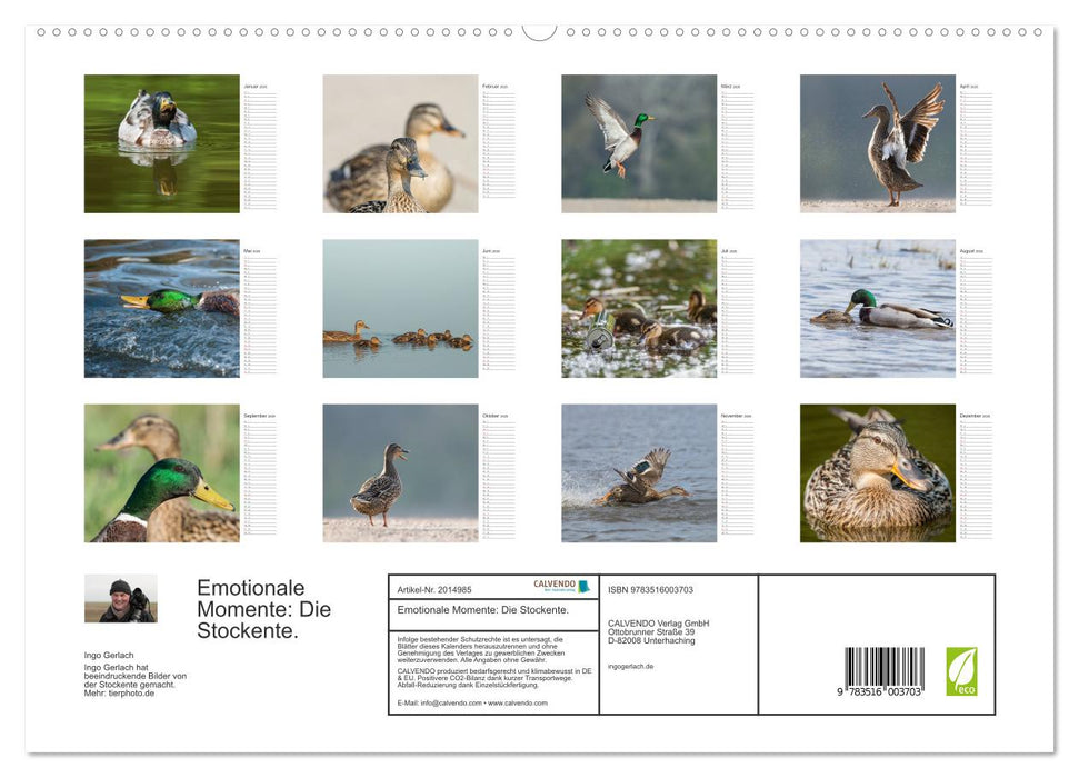 Emotionale Momente: Die Stockente. (CALVENDO Premium Wandkalender 2026)