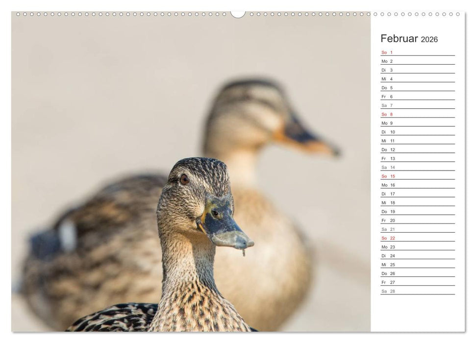Emotionale Momente: Die Stockente. (CALVENDO Premium Wandkalender 2026)