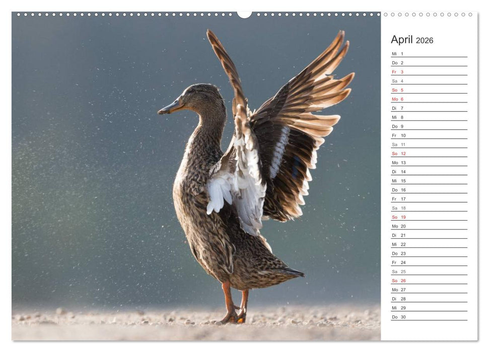 Emotionale Momente: Die Stockente. (CALVENDO Premium Wandkalender 2026)