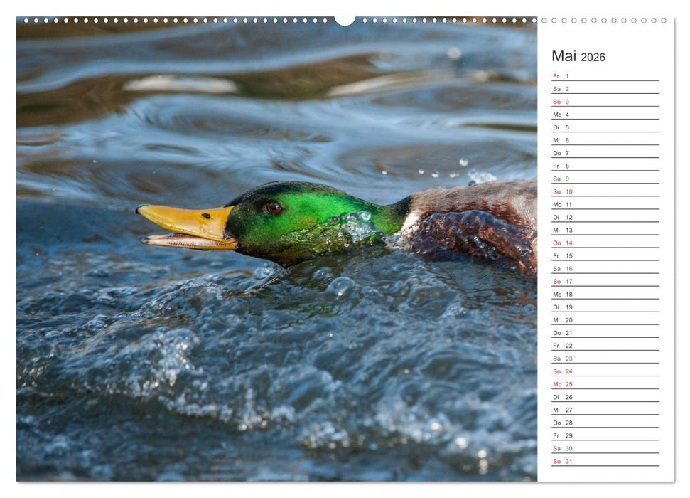 Emotionale Momente: Die Stockente. (CALVENDO Premium Wandkalender 2026)