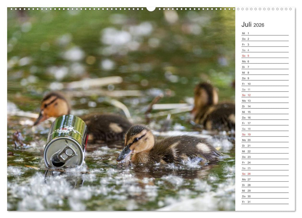 Emotionale Momente: Die Stockente. (CALVENDO Premium Wandkalender 2026)
