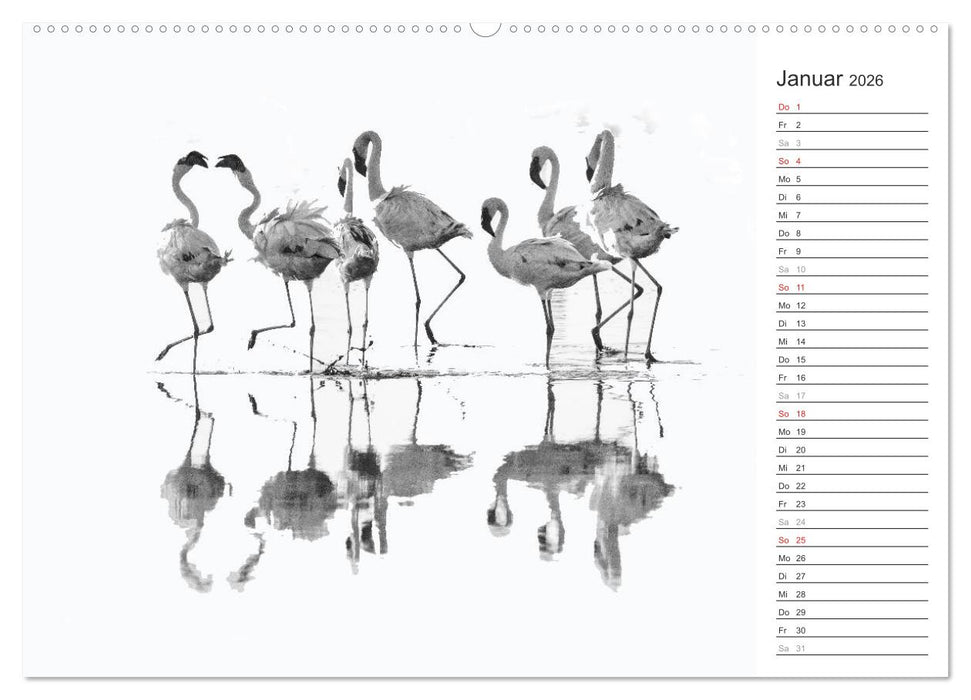 Flamingo Impressionen 2026 (CALVENDO Premium Wandkalender 2026)
