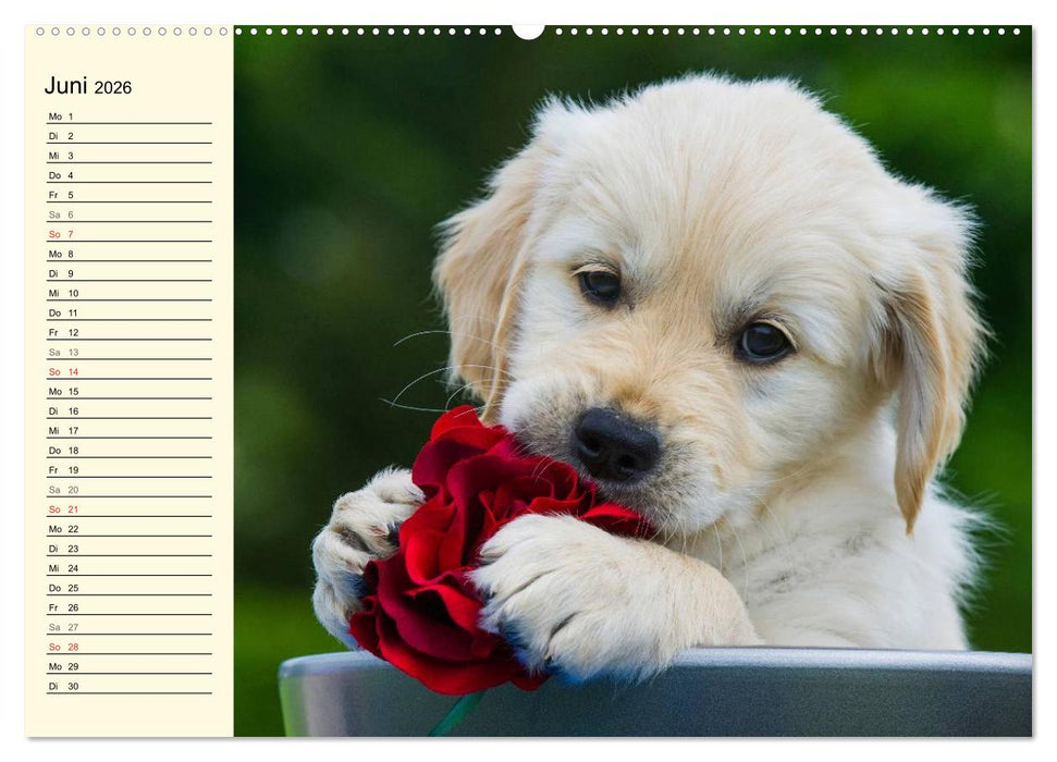 Das Glück hat einen Namen - Golden Retriever (CALVENDO Premium Wandkalender 2026)