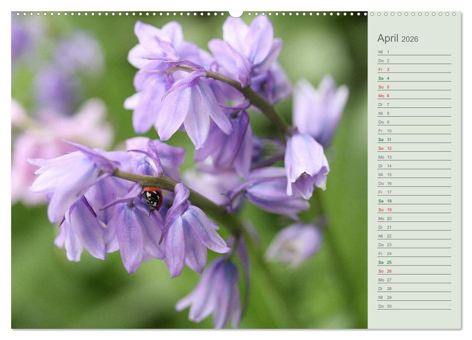 Liebenswerte Glöckchen (CALVENDO Premium Wandkalender 2026)