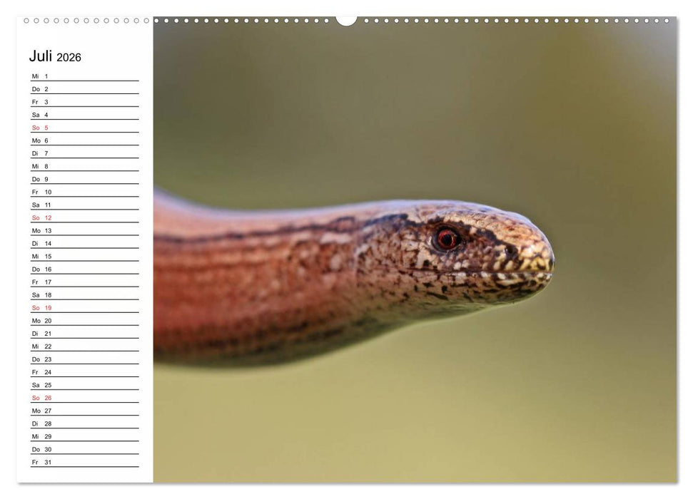 Amphibien und Reptilien (CALVENDO Premium Wandkalender 2026)