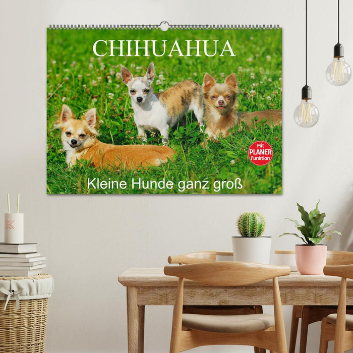 Chihuahua - Kleine Hunde ganz groß (CALVENDO Wandkalender 2026)