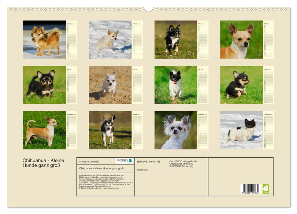 Chihuahua - Kleine Hunde ganz groß (CALVENDO Wandkalender 2026)