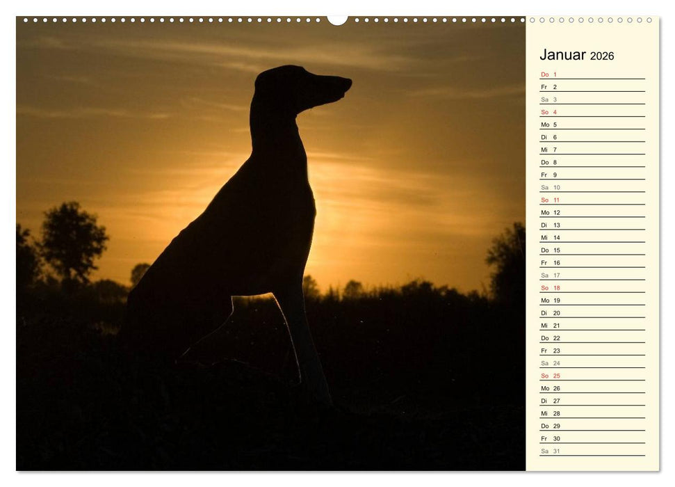 Windhund der Wüste - Der Azawakh (CALVENDO Wandkalender 2026)
