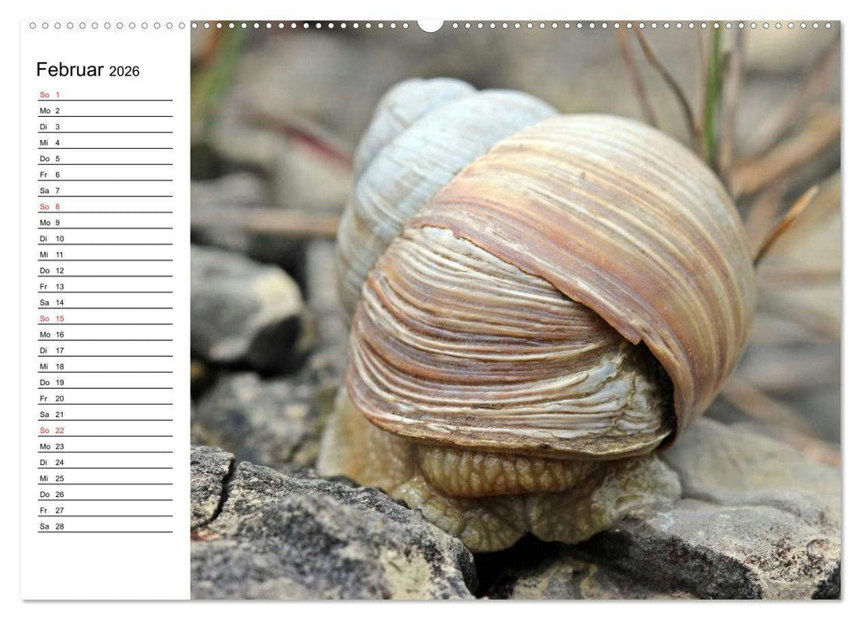 Der Schneckenkalender (CALVENDO Premium Wandkalender 2026)