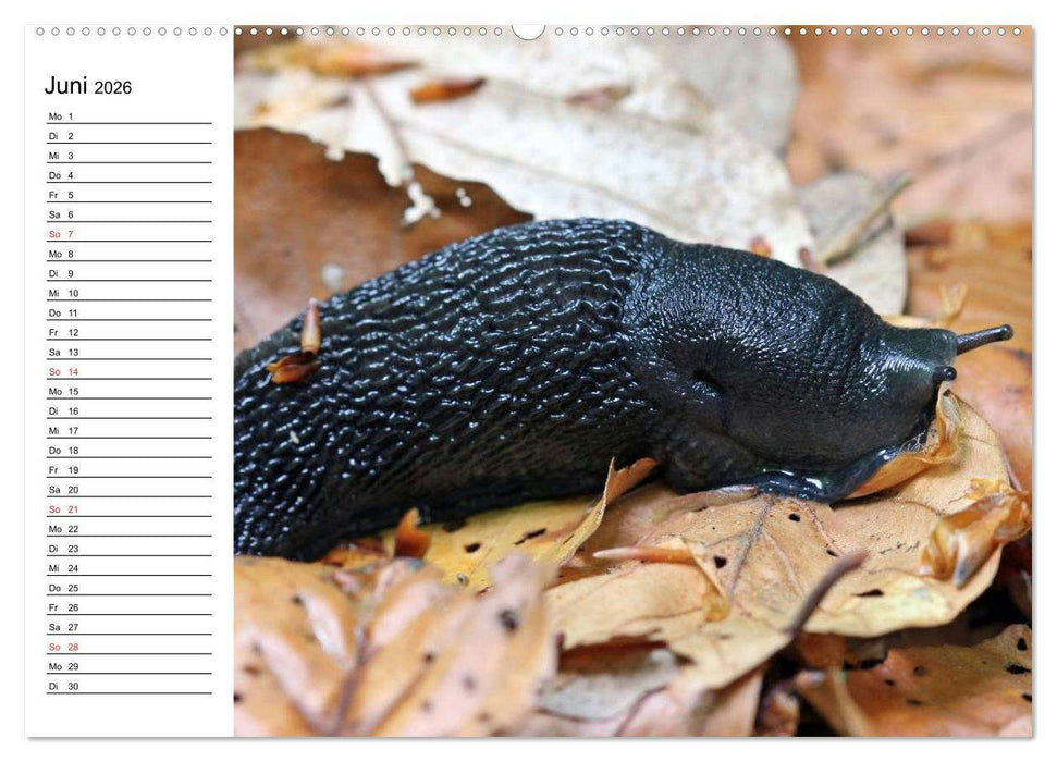 Der Schneckenkalender (CALVENDO Premium Wandkalender 2026)