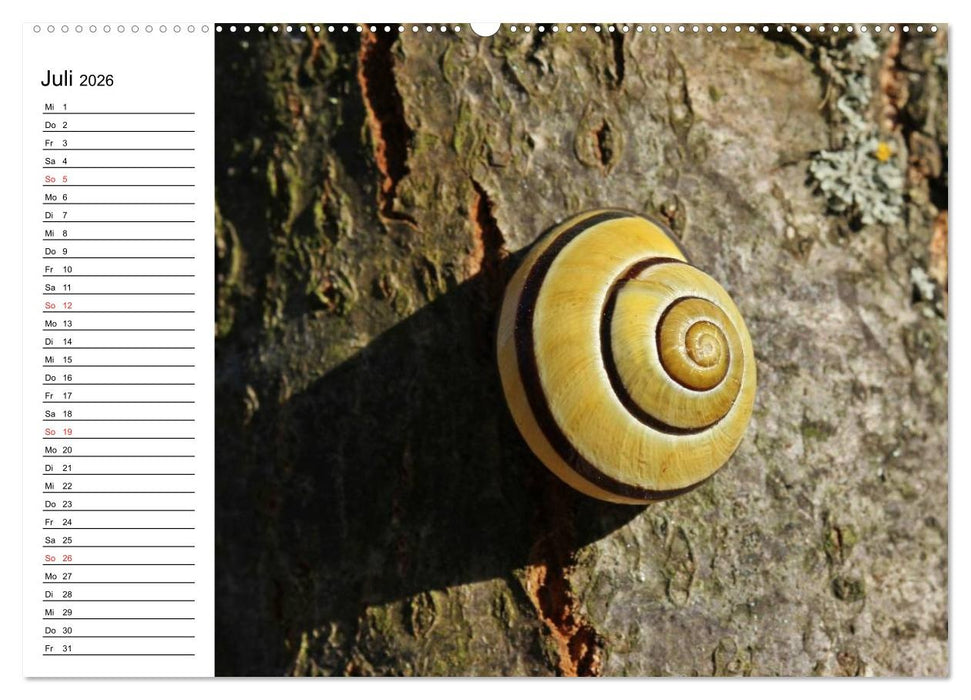Der Schneckenkalender (CALVENDO Premium Wandkalender 2026)