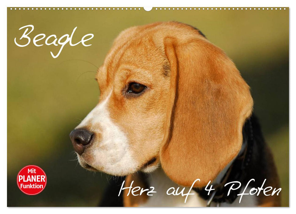 Beagle - Herz auf 4 Pfoten (CALVENDO Wandkalender 2026)