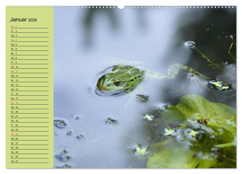 Frosch müsste man sein! (CALVENDO Premium Wandkalender 2026)