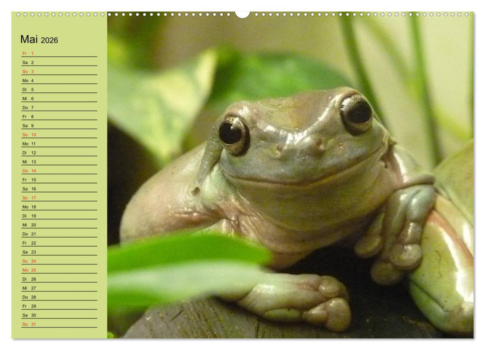 Frosch müsste man sein! (CALVENDO Premium Wandkalender 2026)