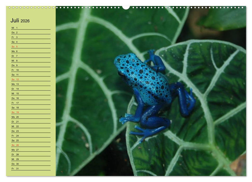 Frosch müsste man sein! (CALVENDO Premium Wandkalender 2026)