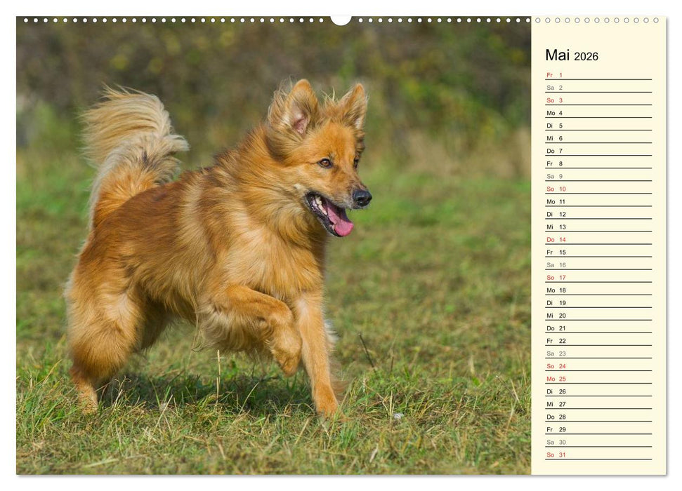 Altdeutsche Hütehunde - Fast vergessen (CALVENDO Wandkalender 2026)