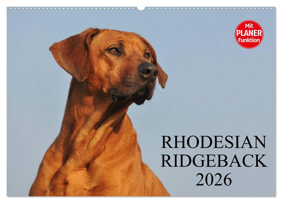 Rhodesian Ridgeback 2026 (CALVENDO Wandkalender 2026)