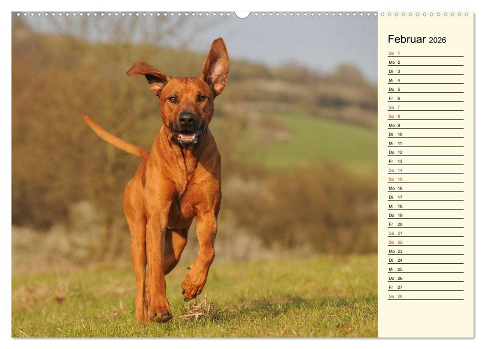 Rhodesian Ridgeback 2026 (CALVENDO Wandkalender 2026)