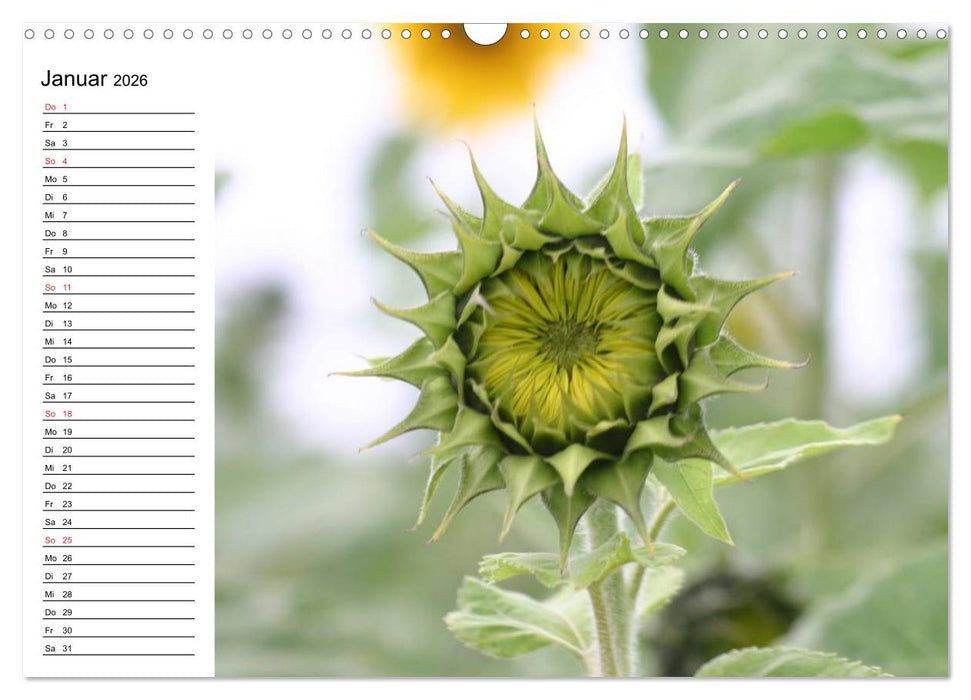 Sonnenblumen Impressionen (CALVENDO Wandkalender 2026)