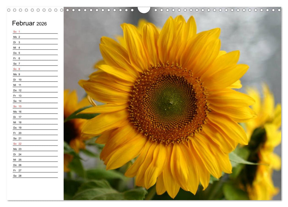 Sonnenblumen Impressionen (CALVENDO Wandkalender 2026)