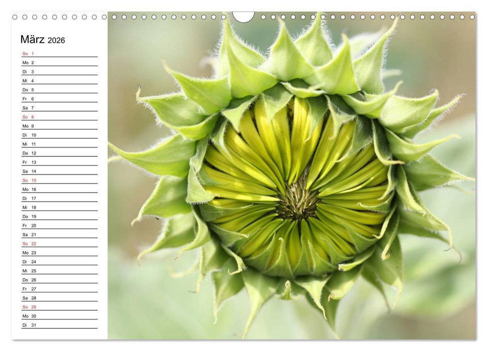 Sonnenblumen Impressionen (CALVENDO Wandkalender 2026)