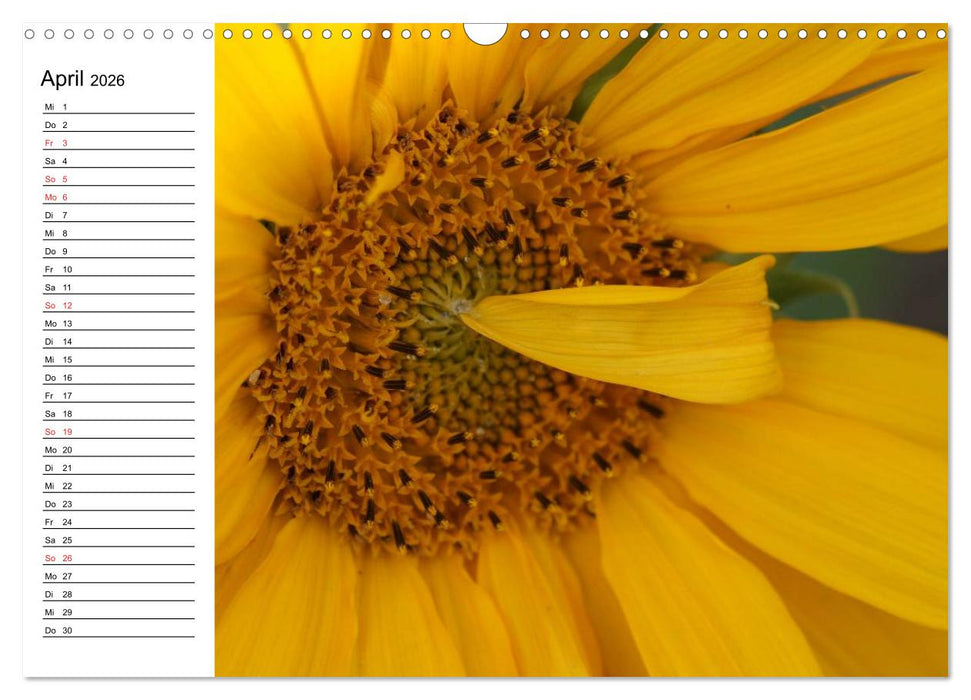 Sonnenblumen Impressionen (CALVENDO Wandkalender 2026)