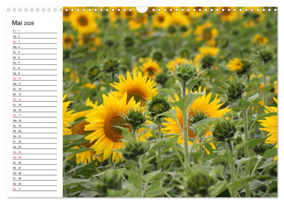 Sonnenblumen Impressionen (CALVENDO Wandkalender 2026)
