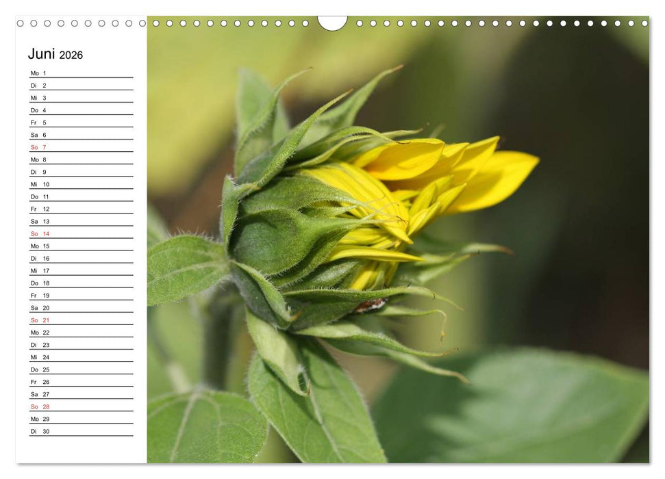 Sonnenblumen Impressionen (CALVENDO Wandkalender 2026)
