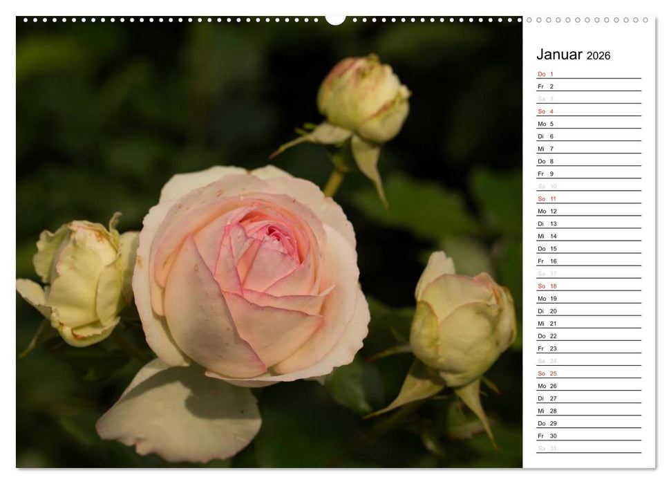 Zauberhafte Rosen (CALVENDO Wandkalender 2026)