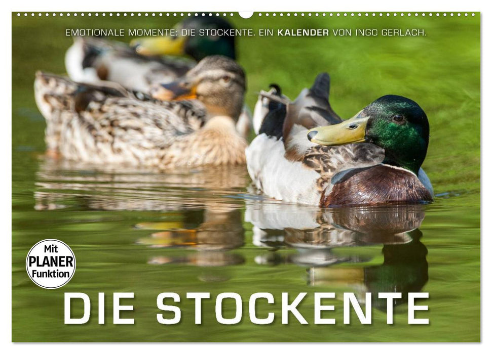 Emotionale Momente: Die Stockente. (CALVENDO Wandkalender 2026)