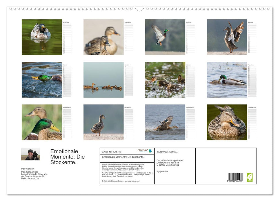 Emotionale Momente: Die Stockente. (CALVENDO Wandkalender 2026)