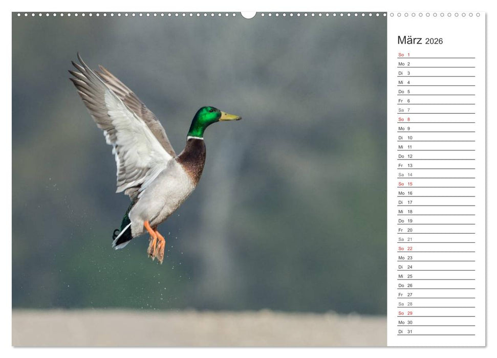 Emotionale Momente: Die Stockente. (CALVENDO Wandkalender 2026)