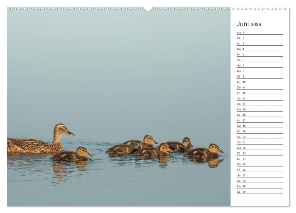 Emotionale Momente: Die Stockente. (CALVENDO Wandkalender 2026)
